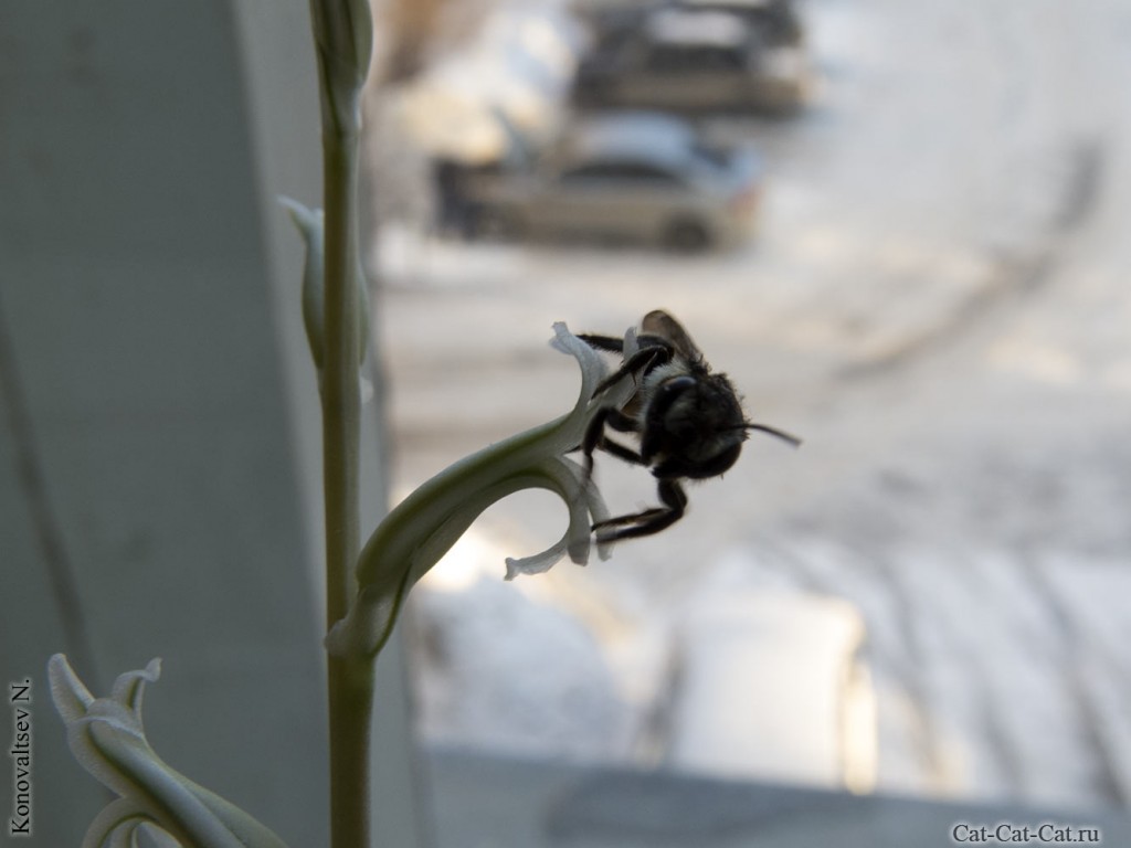 Пчела на фоне заснеженного двора